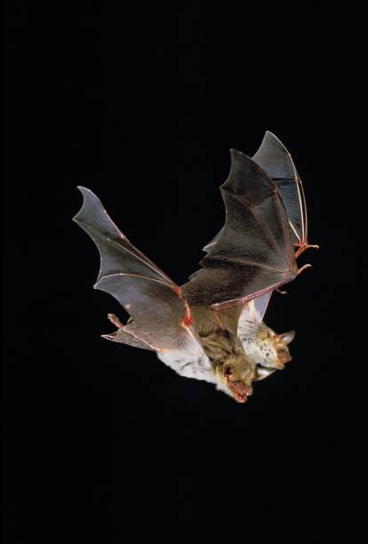 istock Mouse-Eared Bat, myotis myotis, Adults in Flight against Black background 1256832095