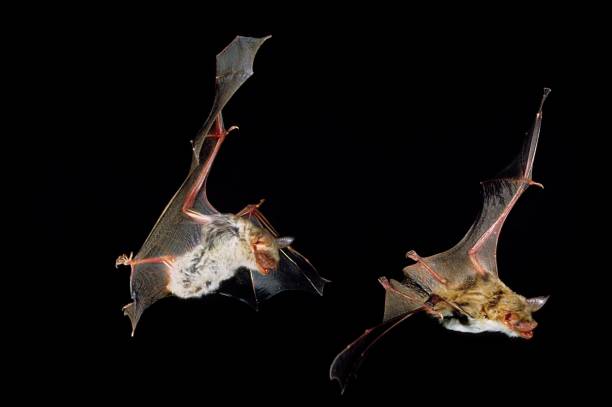 istock Mouse-Eared Bat, myotis myotis, Adults in Flight against Black background 1256832100