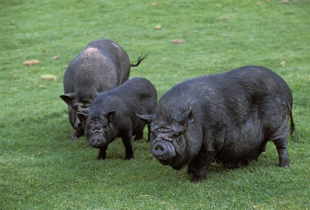 istock Vietnamese Pot-Bellied Pig, sus scrofa domesticus 1256832109