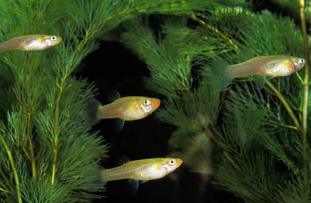 istock Mosquito Fish, gambusia affinis 1256832120