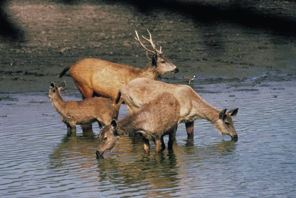 istock Sambar Deer, cervus unicolor, Male with its Harem 1256832264