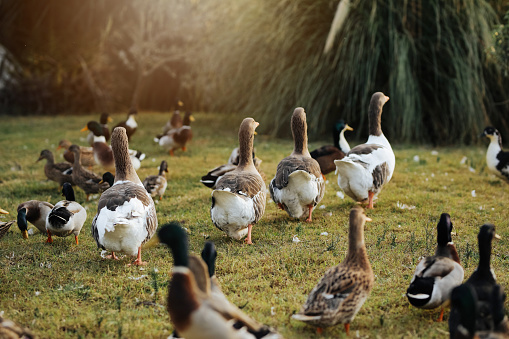 Flock of domestic geese walking on grass in nature