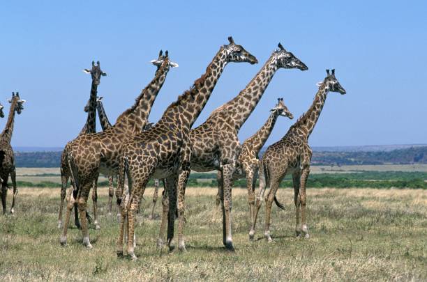 Masai Giraffe, giraffa camelopardalis tippelskirchi, Herd standing in Savannah, Masai Mara park in Kenya Masai Giraffe, giraffa camelopardalis tippelskirchi, Herd standing in Savannah, Masai Mara park in Kenya masai giraffe stock pictures, royalty-free photos & images