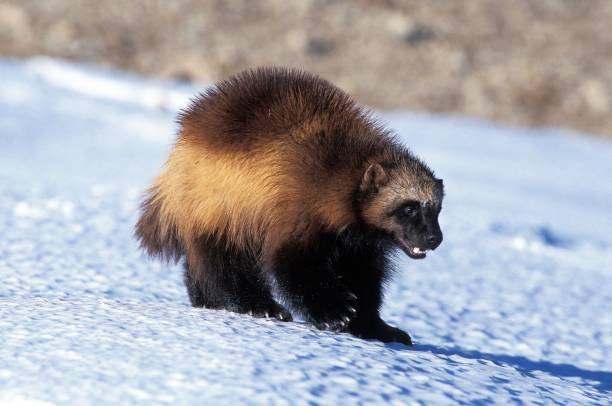 istock North American Wolverine, gulo gulo luscus, Adult standing on Snow, Canada 1256832379