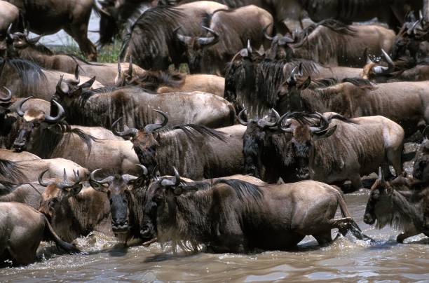 istock Blue Wildebeest, connochaetes taurinus, Herd crossing Mara River during Migration, Masai Mara park in Kenya 1256832380