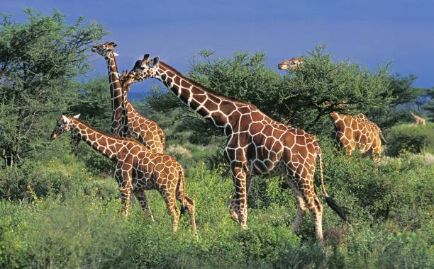 giraffa reticolata, giraffa camelopardalis reticulata, mandria a savannah, parco samburu in kenya - reticulated foto e immagini stock