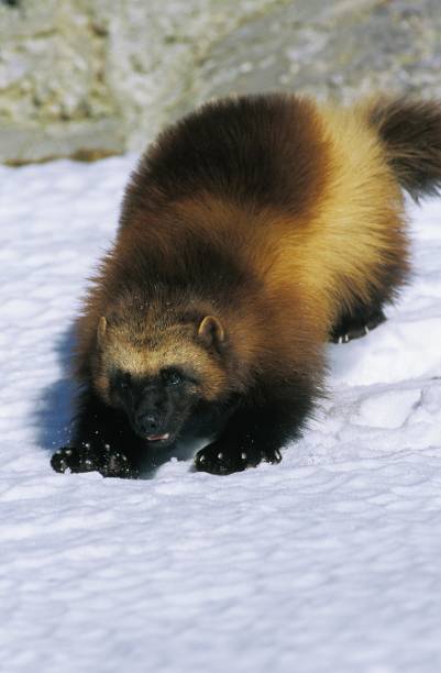 istock North American Wolverine, gulo gulo luscus, Adult standing on Snow, Canada 1256832477