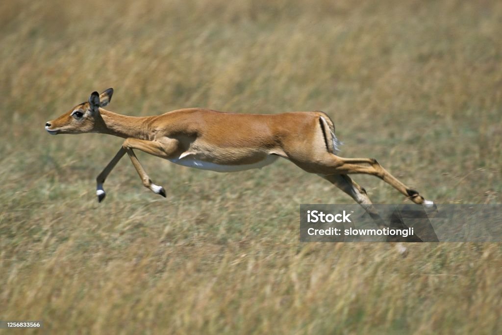 Impala, aepyceros melampus, Femelle running, Masai Mara Park in Kenya Africa Stock Photo