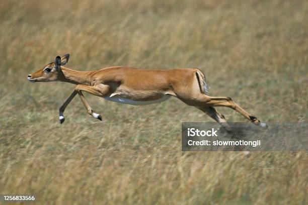 Impala Aepyceros Melampus Femelle Running Masai Mara Park In Kenya Stock Photo - Download Image Now