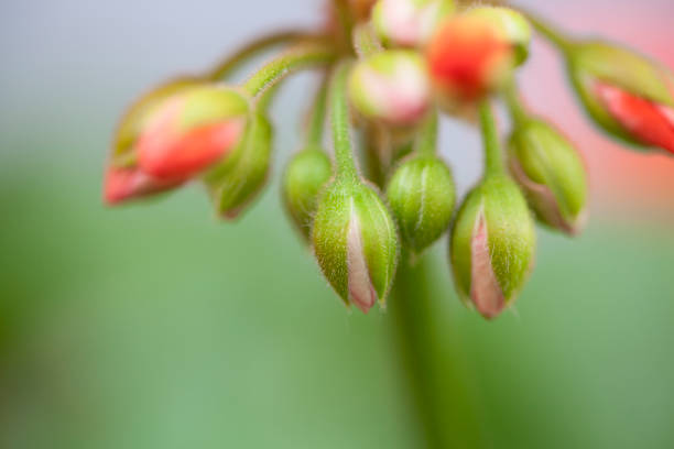 istock A bunch of small spring red blooms 1256833579