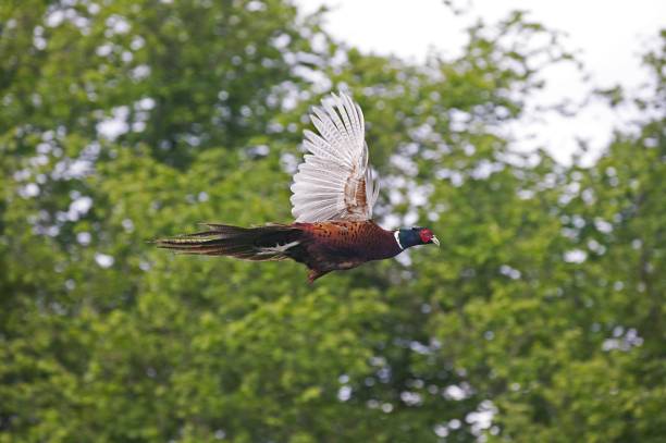 istock Common Pheasant, phasianus colchicus, Male in Flight, Normandy 1256833589