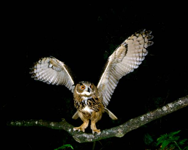 European Eagle Owl, bubo bubo, Adult taking off from Branch