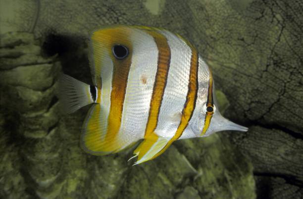 mariposa de banda de cobre, chelmon rostratus - copperband butterflyfish fotografías e imágenes de stock