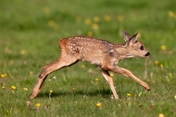 istock Roe Deer, capreolus capreolus, Fawn running through Flowers, Normandy 1256833788