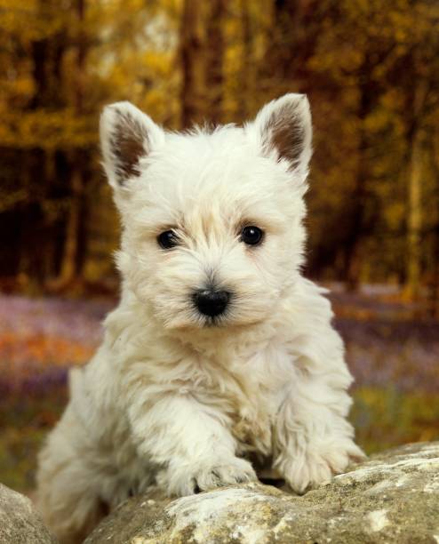 west highland white terrier ou westy, filhote - westy - fotografias e filmes do acervo