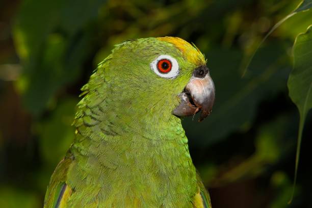 Yellow-crowned Amazon Parrot, amazona ochrocephala, Adult, close-up of Head Yellow-crowned Amazon Parrot, amazona ochrocephala, Adult, close-up of Head yellow crowned amazon (amazona ochrocephala) stock pictures, royalty-free photos & images