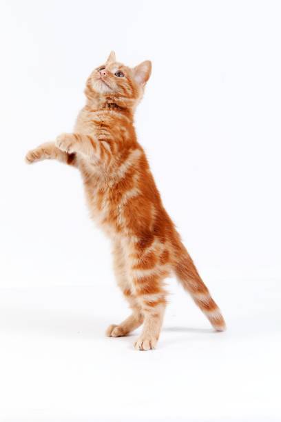 istock Red Tabby Domestic Cat, Kitten playing, standing on Hind Legs against White Background 1256834565