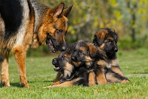 German Shepherd Dog, Mother with Pup standing on Lawn
