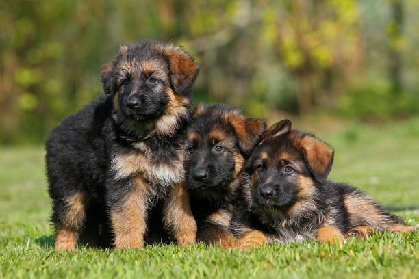 istock German Shepherd Dog, Pup standing on Lawn 1256834613