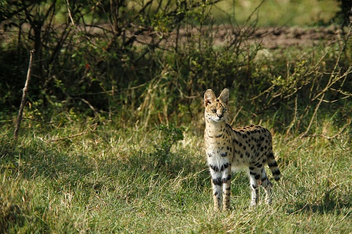 Serval, leptailurus serval, Adult, Masai Mara Park in Kenya