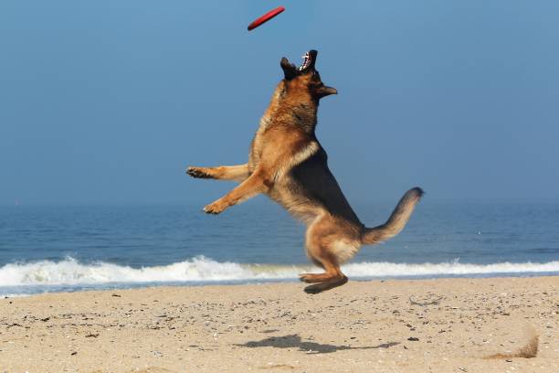 istock German Shepherd, Male catching frisbee, beach in Normandy 1256834684