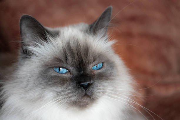 istock Gray cat with blue eyes lying on a sofa 1256834699