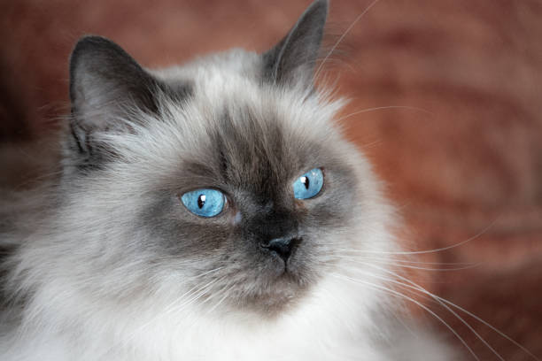 istock Gray cat with blue eyes lying on a sofa 1256834711