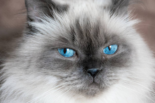istock Gray cat with blue eyes lying on a sofa 1256834721