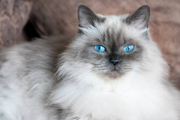 les yeux bleus d’un chat angora de l’himalaya - animal fur domestic cat persian cat photos et images de collection