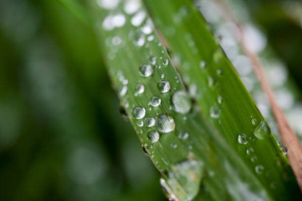 istock Morning dew drops on green leaves 1256835021