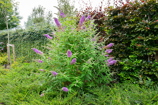Pink to purple colored flowers of fbutterfly bush or summer lilac (latin name: Buddleja davidii). Flowers are very attractive to butterflies.
