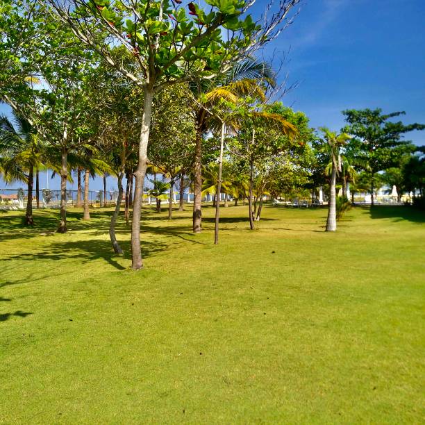 istock Garden and the trees under clear sky 1256837091