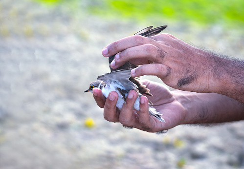 The bird had entangled its wings in a discarded net and managed to remove then rescued it later.