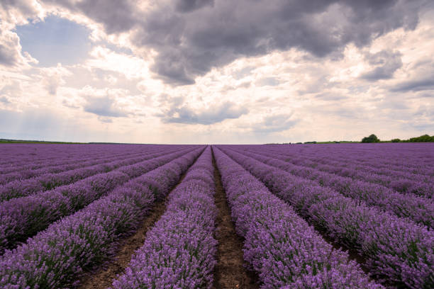 istock Lavender flower field at sunset. 1256838715