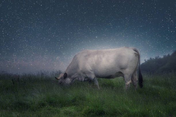 Cow in the field by fantasy starry night