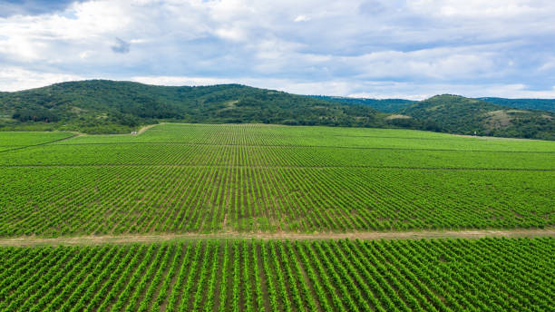 istock Aerial view of a vineyard. 1256839727