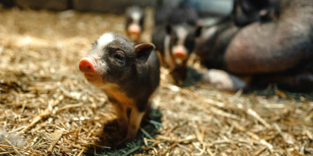 istock A curious newborn piglet is looking at the camera while being next to her mother. 1256841515