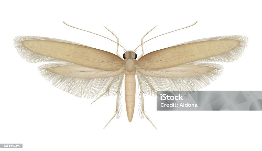 Tineola bisselliella. Common clothes moth Tineola bisselliella, known as the common clothes moth, webbing clothes moth, or simply clothing moth, is a species of fungus moth Larva stock illustration