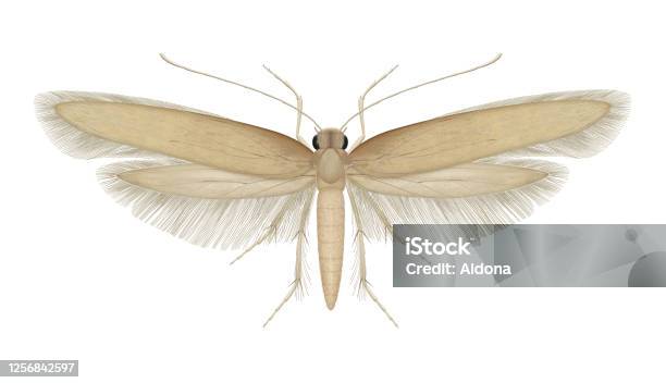 Tineola Bisselliella Common Clothes Moth Stock Illustration - Download Image Now - Larva, Animal Body Part, Animal Wing