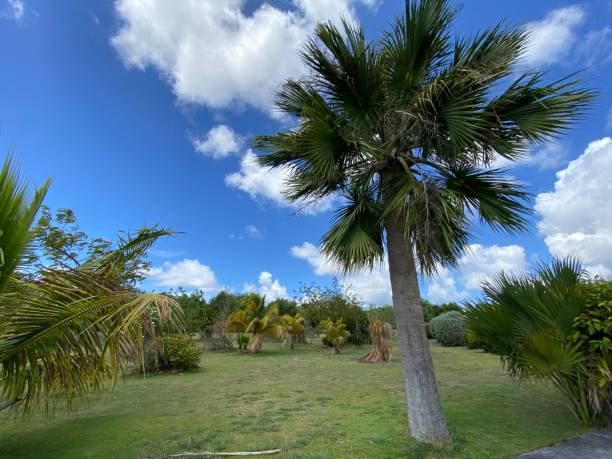 istock Tropical Caribbean island garden 1256842696