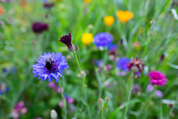 istock Blue cornflowers with other wildflowers 1256842853