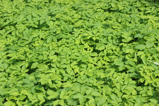 Close up aerial view of the grass on a soccer field