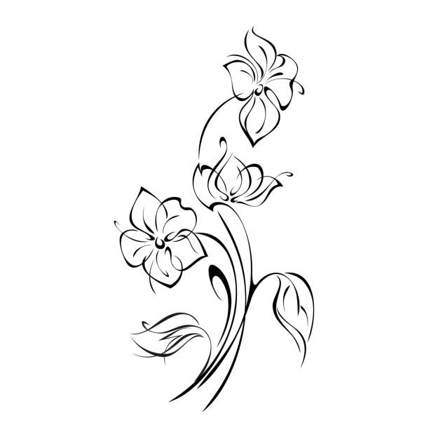 ilustrações, clipart, desenhos animados e ícones de ornamento 1234 - white background bouquet beautiful studio shot