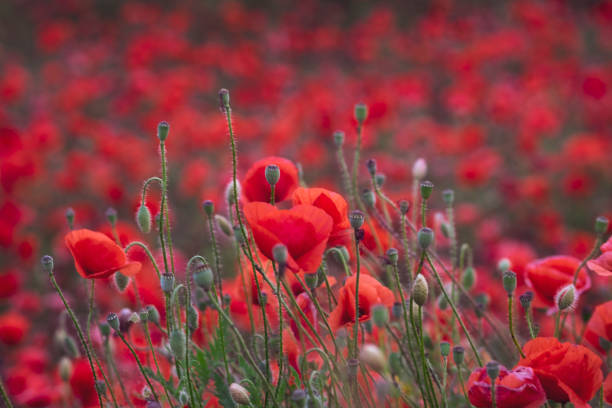 field of beautiful red bloming poppies. - scented non urban scene spring dirt imagens e fotografias de stock