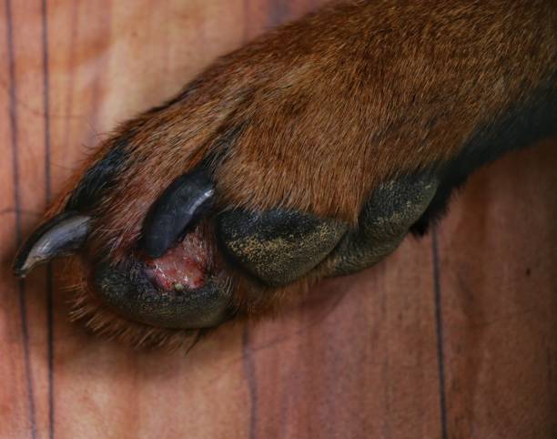 istock Wound on Rottweiler's Paw Pad 1256845884