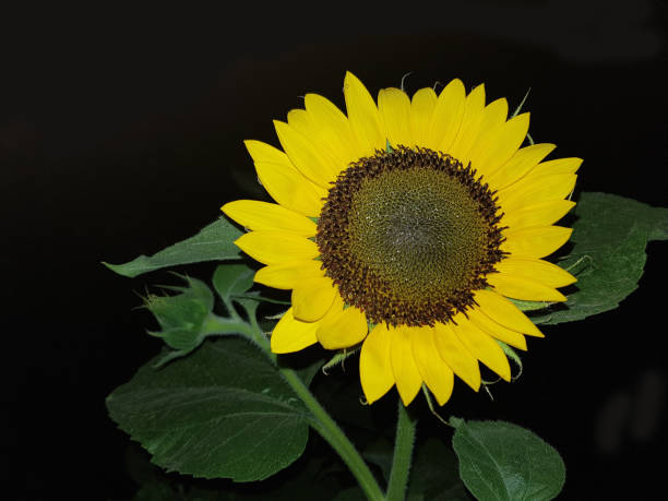 istock Single sunflower flower with leaves on a dark background 1256845953