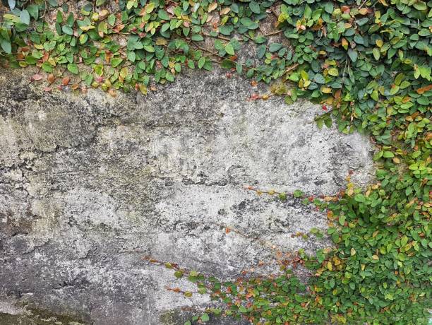 istock Green Creeper Plant on a Concrete Wall 1256846342