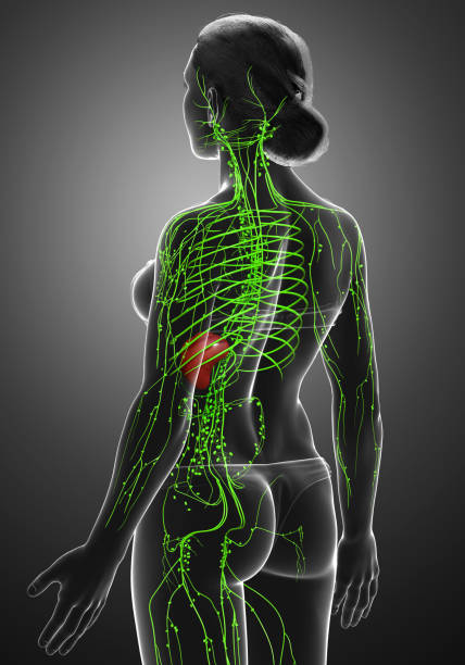 istock 3d rendered medically accurate illustration of a female lymphatic system 1256848035