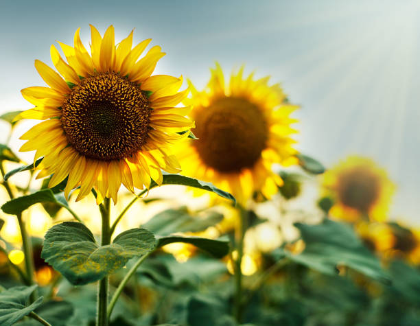 istock sunflowers in the summer field 1256849003
