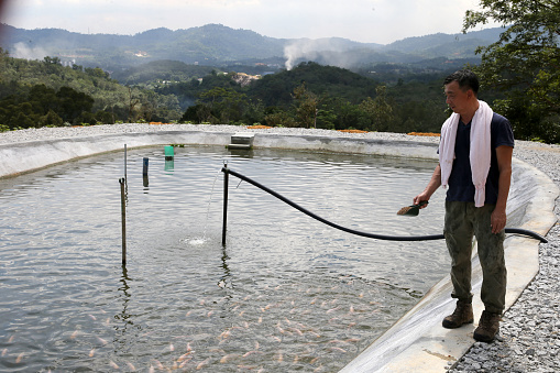 A senior man is feeding fishes at pond in Malaysia.